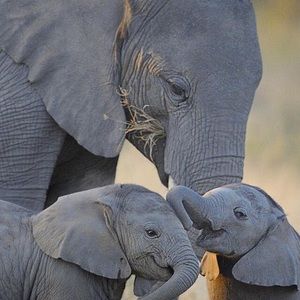 Meet your Posher, Dawn